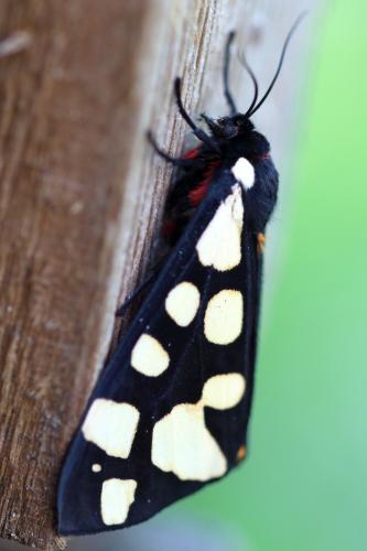 Réf. 291 235 : Arctia villica